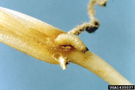 spotted cucumber beetle (<em>Diabrotica undecimpunctata howardi</em>) larva(e)