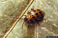 spotted cucumber beetle (<em>Diabrotica undecimpunctata howardi</em>) adult(s)