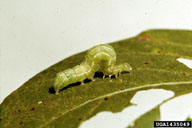 soybean looper (<em>Pseudoplusia includens</em>) larva(e)