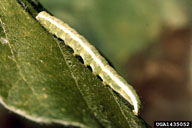 velvetbean caterpillar (<em>Anticarsia gemmatalis</em>) larva(e)
