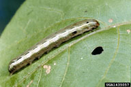 yellowstriped armyworm (<em>Spodoptera ornithogalli</em>) larva(e)