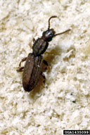Can be identified by the tooth-like projections on its thorax. Both larvae and adults attack stored animal and vegetable products and especially prefer cereals, meals, flour, and feeds.