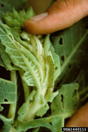 The tobacco budworm is one of the most destructive pests of the tobacco. Eggs, laid by the adult moth on the tobacco leaves, hatch and eventually develop into 1 1/2-inch long larvae when full grown. The larvae are light to dark green and have several longitudinal pale stripes. They may chew small holes in the leaves before they reach the buds. Larvae then damage the bud or growing tip of the plant. They may appear any time during the growing season. The leaves that expand from the buds are often ragged and distorted. Because of their protected location on the plant, budworms are difficult to control. The corn earworm, Heliothis zea (Boddie), also attacks burley and is closely related to the budworm in appearance and feeding habits.