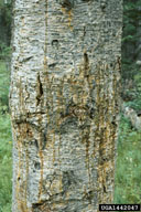 Scleroderris canker of pine and spruce (<em>Gremmeniella abietina</em>) symptoms