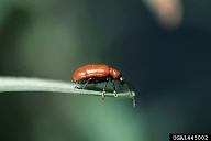lily leaf beetle (<em>Lilioceris lilii</em>) adult(s)