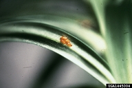 lily leaf beetle (<em>Lilioceris lilii</em>) egg(s)