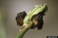 lily leaf beetle (<em>Lilioceris lilii</em>) larva(e)