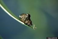 lily leaf beetle (<em>Lilioceris lilii</em>) larva(e)