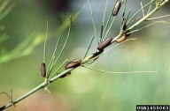 asparagus beetle (<em>Crioceris asparagi</em>) larva(e)