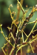 asparagus beetle (<em>Crioceris asparagi</em>) larva(e)