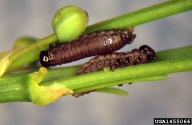 asparagus beetle (<em>Crioceris asparagi</em>) larva(e)