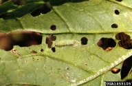 diamondback moth (<em>Plutella xylostella</em>) pupa(e)