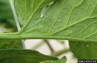 cabbage looper (<em>Trichoplusia ni</em>) egg(s) on tomato (<em>Lycopersicon esculentum</em>)