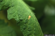 Meconium voided after adult emergence