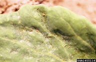 onion thrips (<em>Thrips tabaci</em>) damage on cabbage (<em>Brassica oleracea var. capitata</em>)