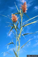 common reed (<em>Phragmites australis</em>) plant(s)
