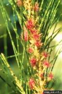 Australian-pine (<em>Casuarina equisetifolia</em>) flower(s)