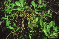 imported willow leaf beetle (<em>Plagiodera versicolora</em>) damage