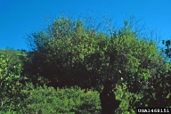 imported willow leaf beetle (<em>Plagiodera versicolora</em>) infestation on willow (<em>Salix spp.</em>)