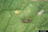adult, late stage nymph and cast skin