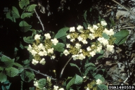 Viburnum plicatum tomentosum; Doublefile Viburnum