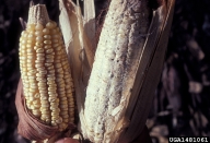 damage to ear of improved variety vs native, Honduras
