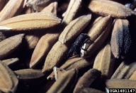 on rice in Honduras