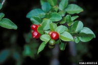 plant; foliage; fruit