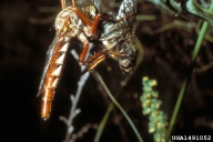Adult with fly prey