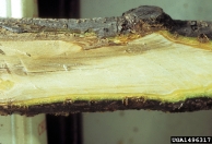 Wood discoloration with bot canker