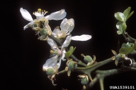 trifoliate orange (<em>Citrus trifoliata</em>) flower(s)