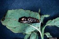variegated fritillary (<em>Euptoieta claudia</em>) pupa(e)