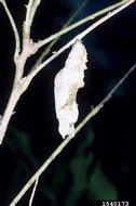 variegated fritillary (<em>Euptoieta claudia</em>) cocoon(s)