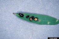 imported willow leaf beetle (<em>Plagiodera versicolora</em>) adult(s) on willow (<em>Salix spp.</em>)
