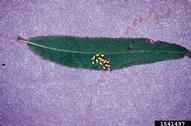 imported willow leaf beetle (<em>Plagiodera versicolora</em>) larva(e) on  (<em>  </em>)