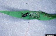 imported willow leaf beetle (<em>Plagiodera versicolora</em>) larva(e) on willow (<em>Salix spp.</em>)