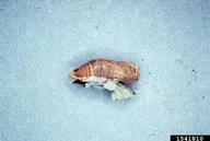 silverspotted skipper (<em>Epargyreus clarus</em>) pupa(e)
