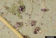 oak lace bug (<em>Corythucha arcuata</em>) adult(s)