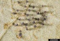 oak lace bug (<em>Corythucha arcuata</em>) egg(s)