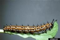 larva collected on pansy 16 October 1996 7 mi N. Statesboro, Bulloch Co. GA; pupation 24 Oct., adult emerged 7 November 1996