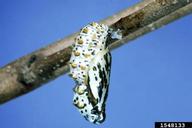 larva collected on pansy 16 October 1996 7 mi N. Statesboro, Bulloch Co. GA; pupation 24 Oct., adult emerged 7 November 1996