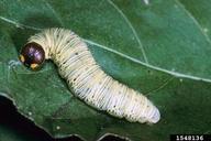 silverspotted skipper (<em>Epargyreus clarus</em>) larva(e)