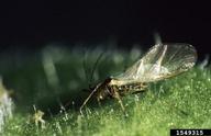tobacco aphid (<em>Myzus nicotianae</em>) adult(s)
