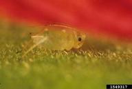 tobacco aphid (<em>Myzus nicotianae</em>) adult(s)