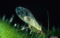 tobacco aphid (<em>Myzus nicotianae</em>) adult(s)