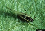 tobacco aphid (<em>Myzus nicotianae</em>) adult(s)