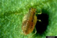 tobacco aphid (<em>Myzus nicotianae</em>) adult(s)