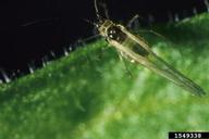 tobacco aphid (<em>Myzus nicotianae</em>) adult(s)