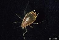 tobacco aphid (<em>Myzus nicotianae</em>) adult(s)