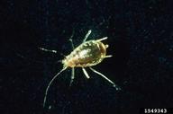 tobacco aphid (<em>Myzus nicotianae</em>) adult(s)